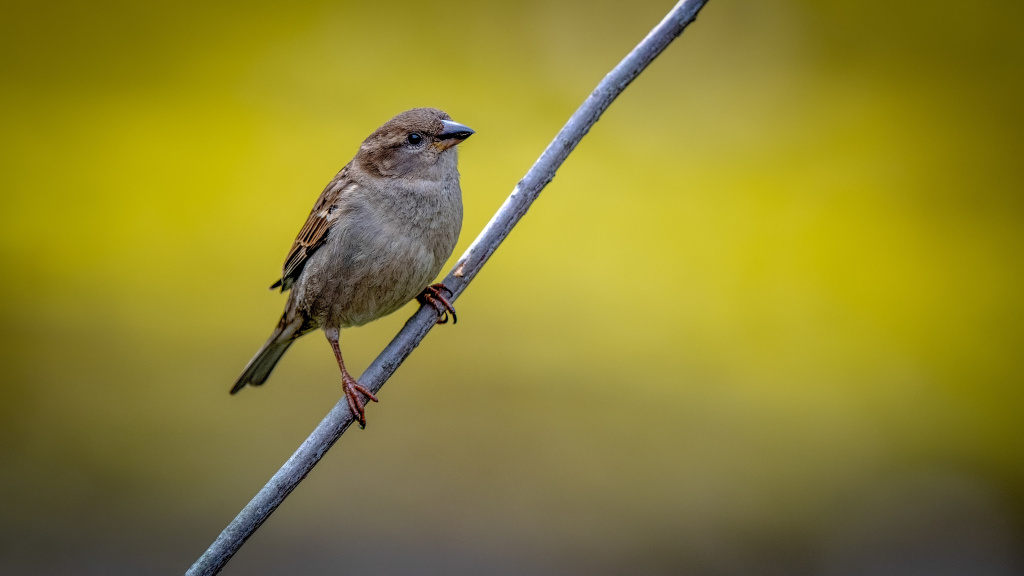 house-sparrow-on-a-branch.jpg